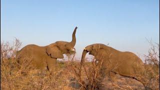 The Elephant Games Continue! Mambo & Zindoga Keep the Challenge Going