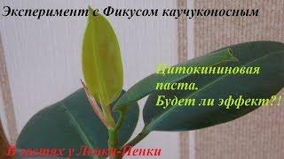 Фикус каучуконосный//Эксперимент с цитокининовой пастой//‍️А  будет ли результат?!Проверим #4