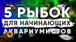 Топ-5 аквариумных рыбок для начинающих аквариумистов