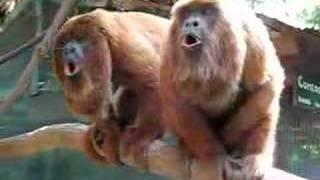 Howler monkeys announcing themselves