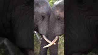 Touching is one of the primary ways elephants communicate to show they care