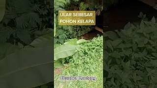 WOW!!! Penampakan Ular Terbesar Sebesar Pohon Kelapa  #shorts #fyp #ular