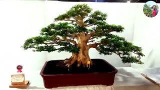 Inspirasi bonsai Kalimantan/Tauchi  @masranna