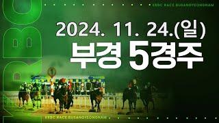 (부산) 2024.11.24 5경주 [브리더스컵 퀸(L)]