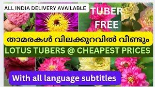 Lotus tubers at lowest prices @ lotus petals,with all language subtitles#lotus_petals#plants#tuber