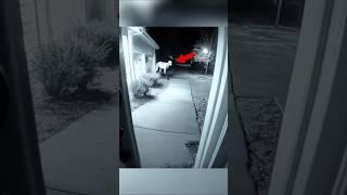 Skinwalker Disguised As Animals ️ Part-10 #scary #shorts