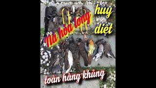 Ná cao su đi săn hủy diệt,cu xanh,vạc,cò,cu cườm,cu ngói.