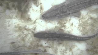 Pseudoscaphirhynchus hermanni, Pseudoscaphirhynchus kaufmanni (two forms). Khorezm, Uzbekistan 2016