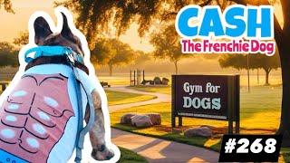 French Bulldog daily walking CASH ARCHIVALDO Músculos SixPack Mamadolores Fitness Gym #268