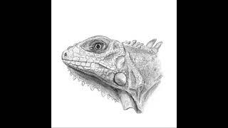 Iguana drawing digital art time lapse YouTube short