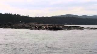 Wild Elefant Seals in Canada - Дикие морские котики в Канаде