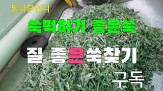 쑥떡 만들기 쑥캐기 2탄