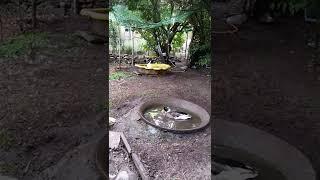 Bath Time Duckies