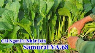 Cải Ngọt F1 Nhật Bản Samurai VA.68