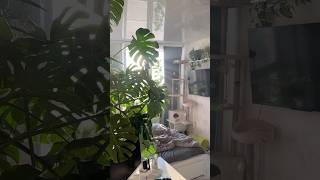 КОМНАТНЫЕ РАСТЕНИЯ В ИНТЕРЬЕРЕ 🪴 #plant #растения #цветы