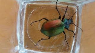 Iridescent beetle or scarab or whatever