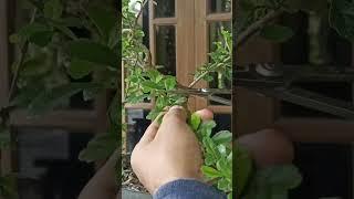 BONSAI HOKIANTEA|INSPIRASI BONSAI