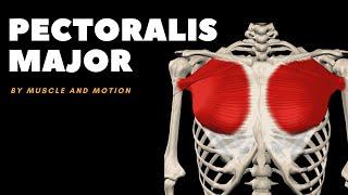 The Pectoralis Major Muscle: Origin, Insertion, and Actions