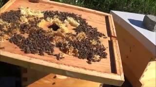 Beekeeping 5 rookie mistakes in this video that you can learn from