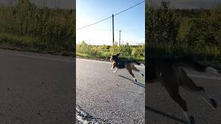 Фарадэй-это не просто наш друг, он часть нашей семьи#хорошовдеревнежить #бигльфарадэй #beagle