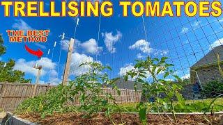 This Tomato Trellis Is The BEST Way To Grow Tomatoes