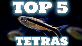 My Top 5 Tetra Fish for your Aquarium