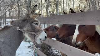 Donkey's Funny Reaction To The Herd