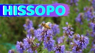Hissopo, Significado, benefícios e origem, Para que serve o hissopo na saúde!