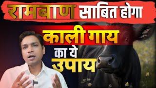 काळी गाए से करें रामबाण उपाय जो कभी ना हुआ फेल | Black Cow Remedy #shani #rahu #redbook