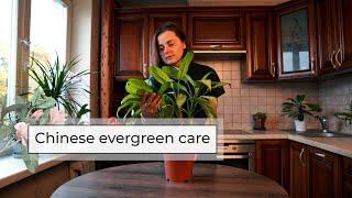 Chinese Evergreen Care Guide | Aglaonema Care Tips
