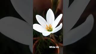 #lily #flowerlover Lilies are like stars on Earth  radiant, dreamy, and full of magic.