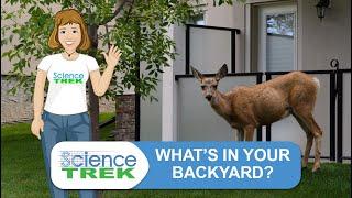 Urban Wildlife: What’s In Your Backyard? | Science Trek