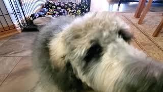 Bentley's Post-Grooming Nap