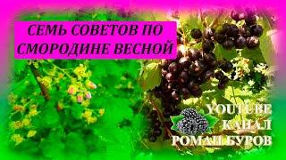 СЕМЬ советов по СМОРОДИНЕ весной, для большого урожая летом. Как ухаживать за смородиной весной.