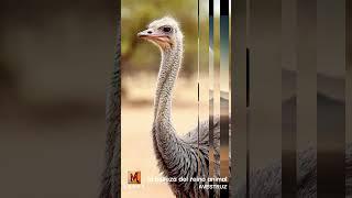 OSTRICH LA BELLEZA DE L REINO ANIMAL #curiosidadesanimales #animals  #wildlife #animalescuriosos