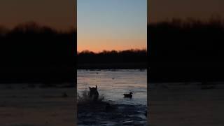 Kill shots and sunrises in the duck blind!