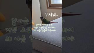 장군이는 겁이 많아요...    #코뉴어 #코뉴어그램 #앵무새 #앵집사 #그린칙 #옐로우사이드 #썬칙 #집사 #반려동물 #conure #parrot #greencheek #pets