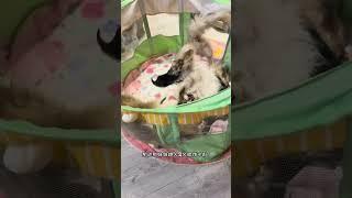 看起来还是更爱小娇妻……