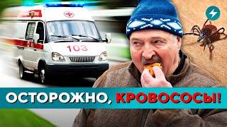 Дачники в ОПАСНОСТИ / Ужасные новостройки в Гродно / ЧП в Витебске // Новости регионов Беларуси