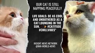 OUR CAT IS STILL NAPPING PEACEFULLY Insight News Network