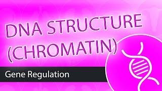 DNA Structure- Chromatin