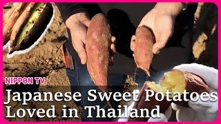 Substandard Japanese sweet potatoes gaining popularity in Thailand