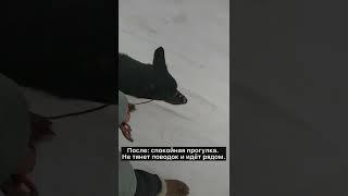 Питомец выбегал вперёд, тянул и не шёл рядом с хозяйкой до обучения в Школе Антуана Наджаряна
