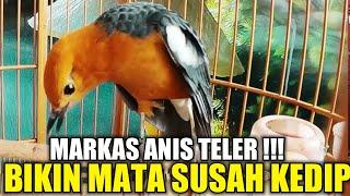 MARKAS !!! PUSATNYA ANIS MERAH GACOR TELER DIKIOS PASAR BURUNG PRAMUKA