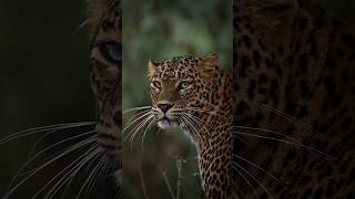 #wildlife #wildanimals #naturelovers #clipstorm