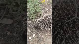 Ежик гуляет / Hedgehog walks