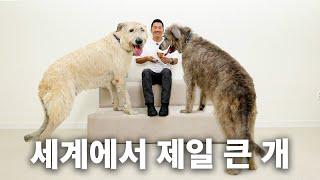 역대 최고 몸무게와 크기를 자랑하는 강형욱의 드림견 등장 | 견종백과 아이리시 울프 하운드편