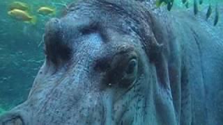 San Antonio Zoo Hippos
