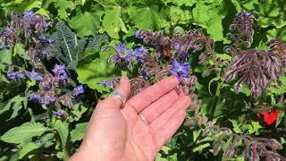 Monroe School Garden Tour