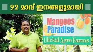 92  മാവ് ഇനങ്ങളുമായി Mangoes Paradise